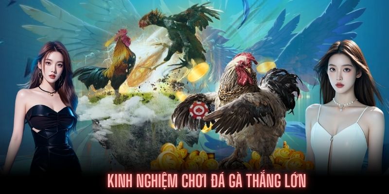 Mẹo chơi Đá gà bách chiến bách thắng tại I9BET