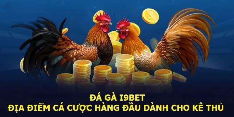 Sức hút từ sảnh trực tiếp C1 đá gà tại nhà cái i9bet