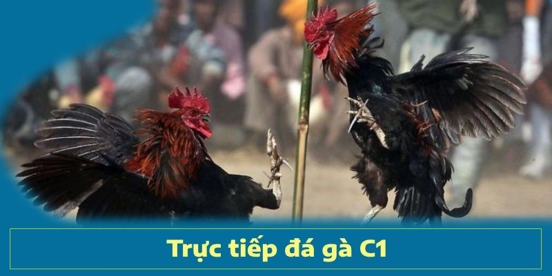 Giới thiệu giải C1 đá gà